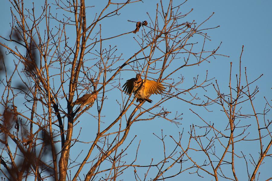 Fly Birds 119 Photograph by Lawrence Hess | Fine Art America