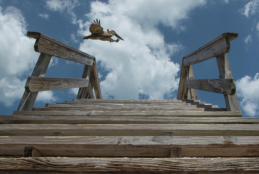 Fly By at the Beach - Brown Pelican and Rustic Stairs Photograph by Mitch Spence