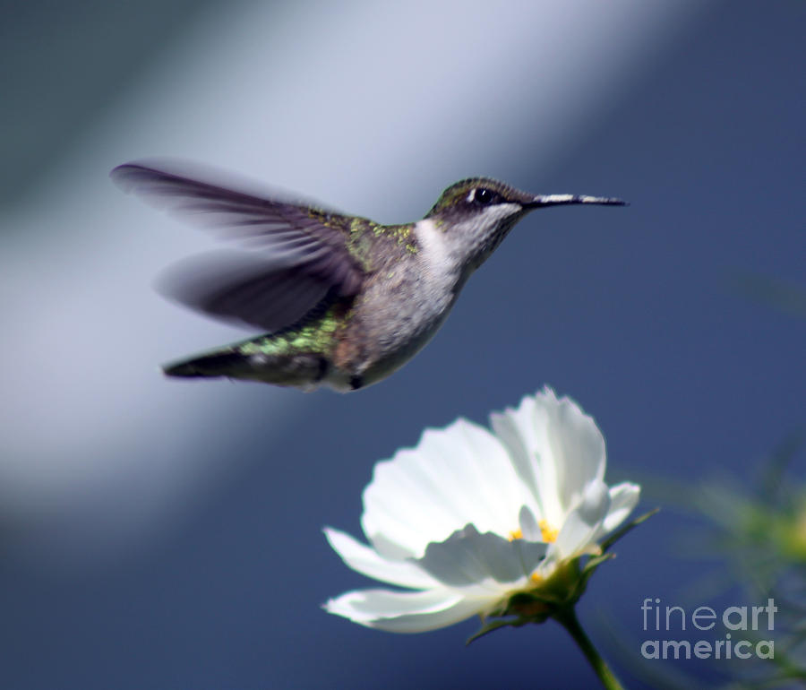 Fly By Photograph by Cathy Beharriell