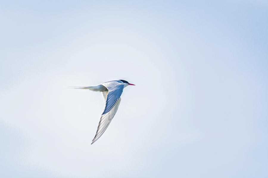 Alaska Photograph - Fly-By by Emily Bristor Alaska Photograph - Fly-By by Emily Bristor