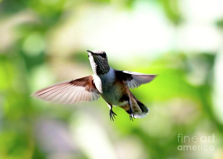 Fly By Hummingbird Photograph by Carol Groenen