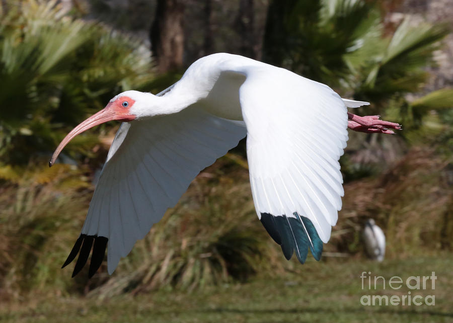 Fly By Ibis Photograph by Carol Groenen