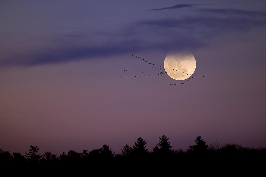Fly by Night Photograph by Bill Wakeley