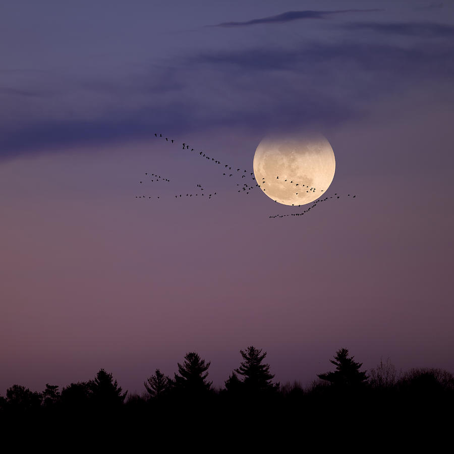 Geese Photograph - Fly by Night Square by Bill Wakeley