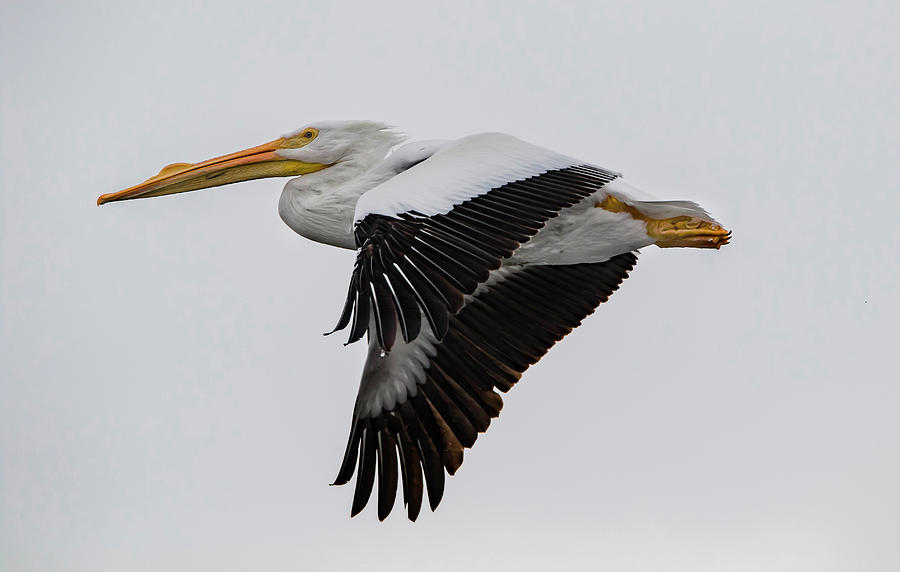 Fly By Pelican Photograph by Ray Congrove