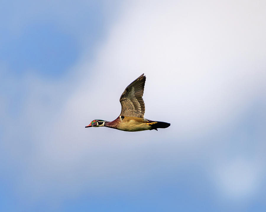 Fly By Wood Duck Photograph by Jerry Cahill