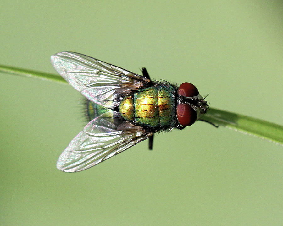 Wildlife Photograph - Fly by Doris Potter