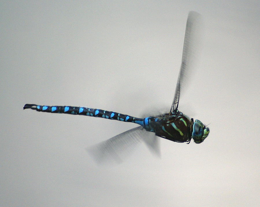 Fly Dragon Fly Photograph by Ben Upham III