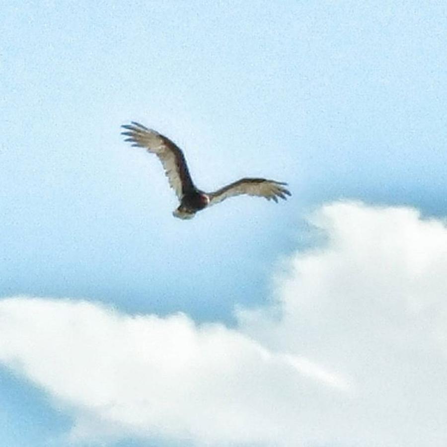 Eagle Photograph - #fly #eagle #bluesky #wings by Angela Curtis