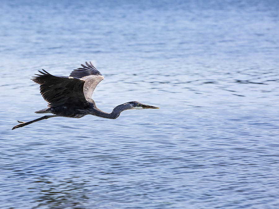 Fly Free Bird Photograph By Sue Cole - Fine Art America