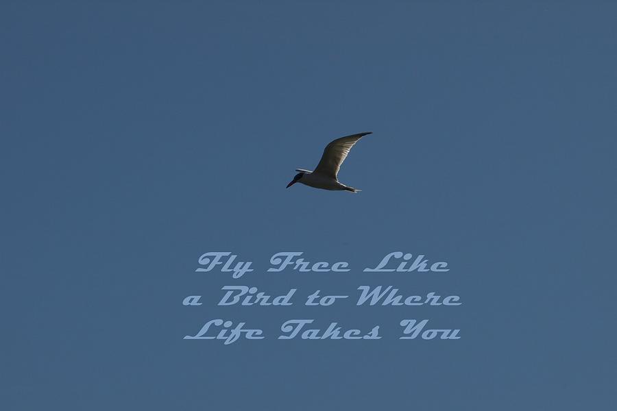 free like a bird