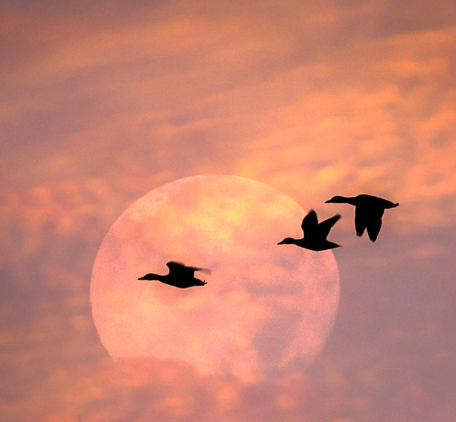 Fly High Moon Geese Square Photograph by Terry DeLuco