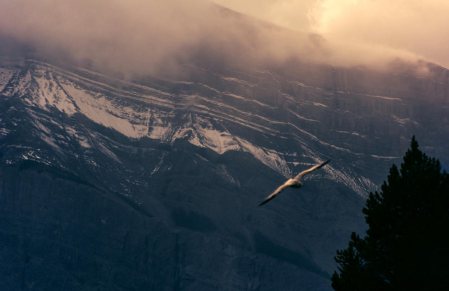 Banff National Park Photograph - Fly high by Nancy Guerin