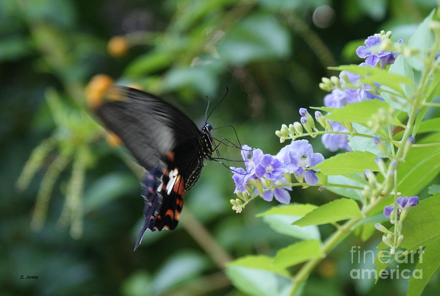 Fly in Butterfly Photograph by Shelley Jones