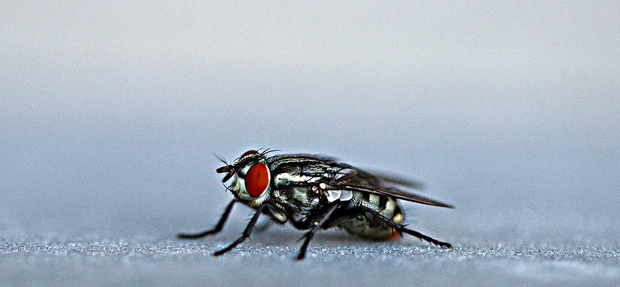 Fly Photograph by James Smullins