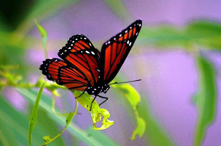 Butterfly Photograph - Fly Like A Butterfly by Jeffery Bennett