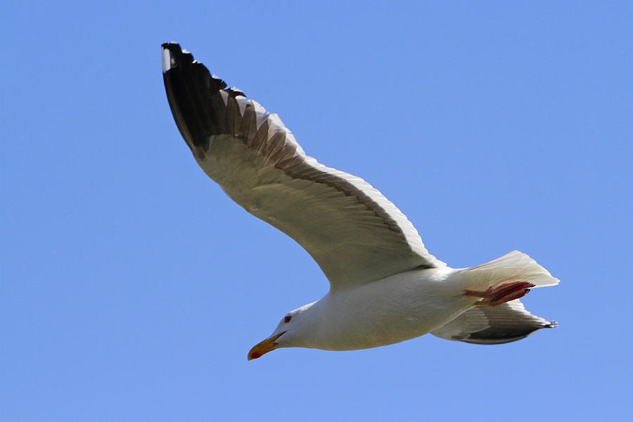 Fly Like A Sea Gull Photograph