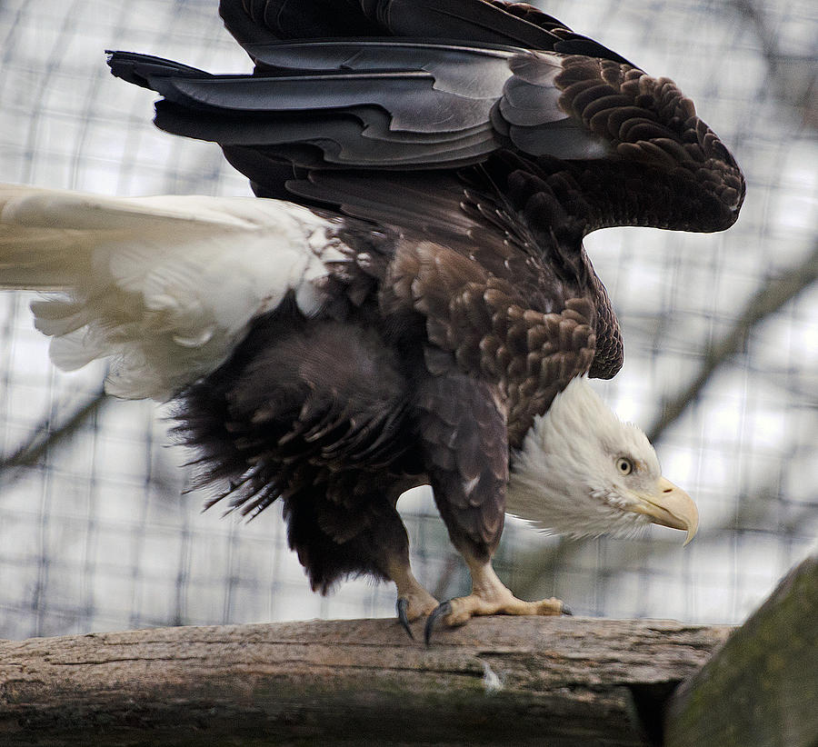Fly Like An Eagle Photograph by Mark Carosiello