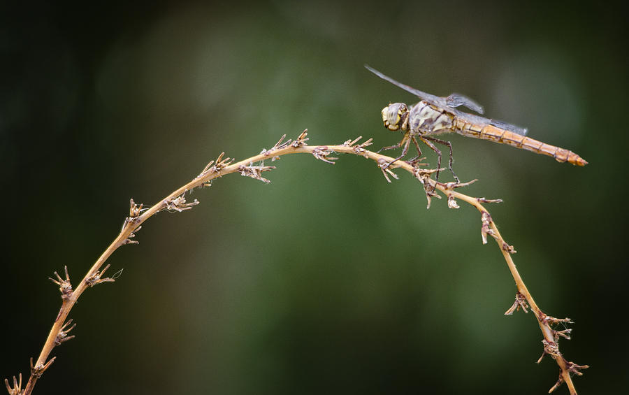 Fly Little Dragonfly Photograph by Saija Lehtonen