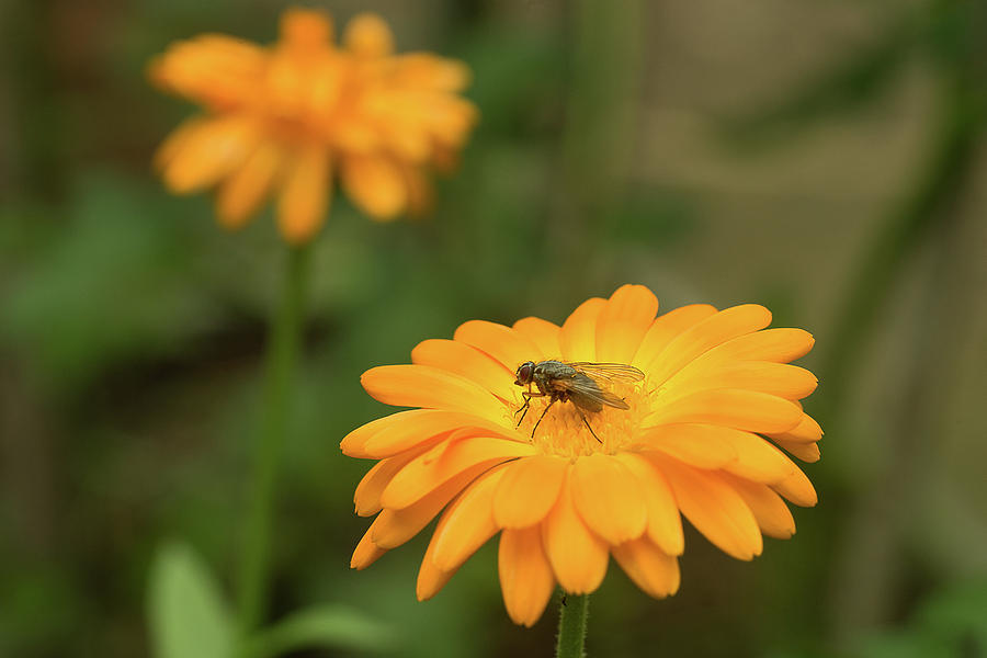 Flower Photograph - Fly Marigold by Robert Murray