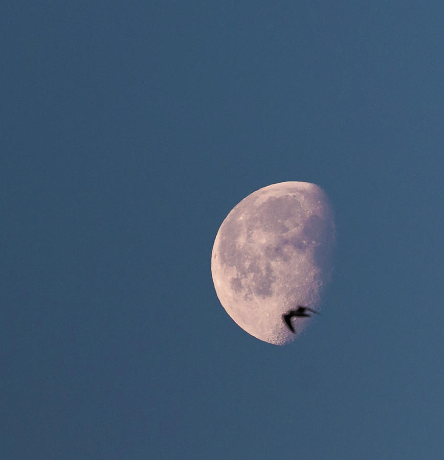 Fly Me to the Moon Photograph by Alex Lapidus