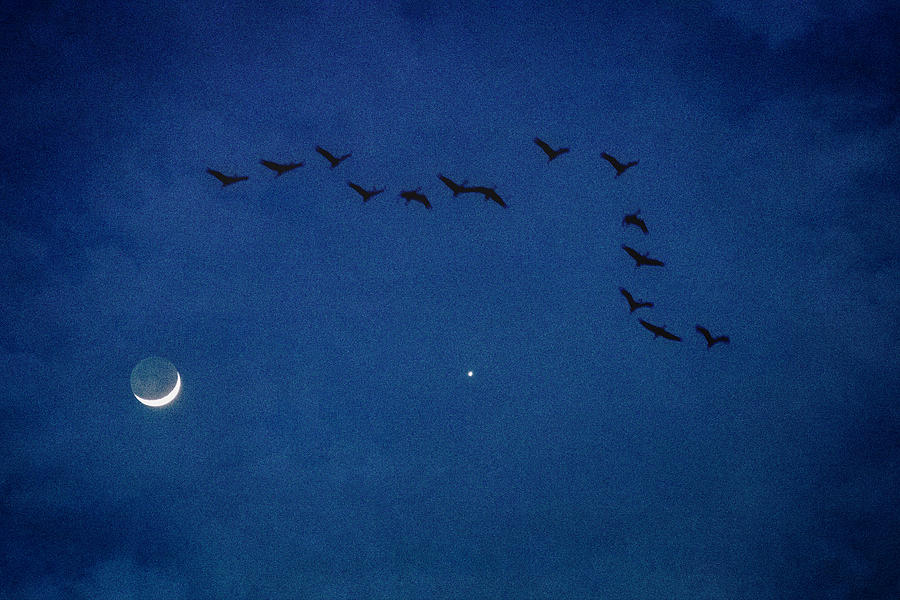 Fly Me to the Moon and Venus Photograph by Sylvia J Zarco