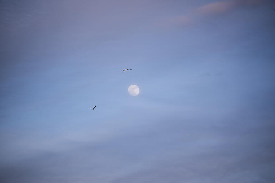 Fly me to the moon Photograph by Toby McGuire