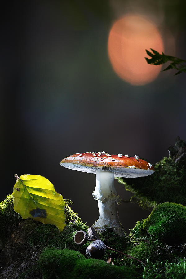 Fly Mushroom - Red Autumn Color Photograph by Dirk Ercken