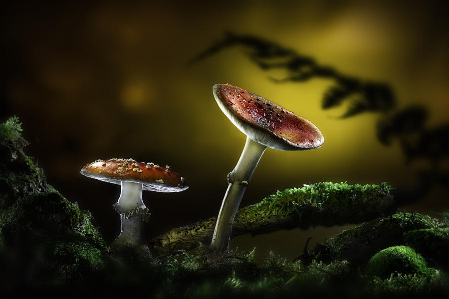 Fly Mushroom - Red Autumn Colors Photograph by Dirk Ercken