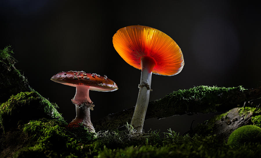 Fly Mushrooms - Red Autumn Colors Photograph by Dirk Ercken