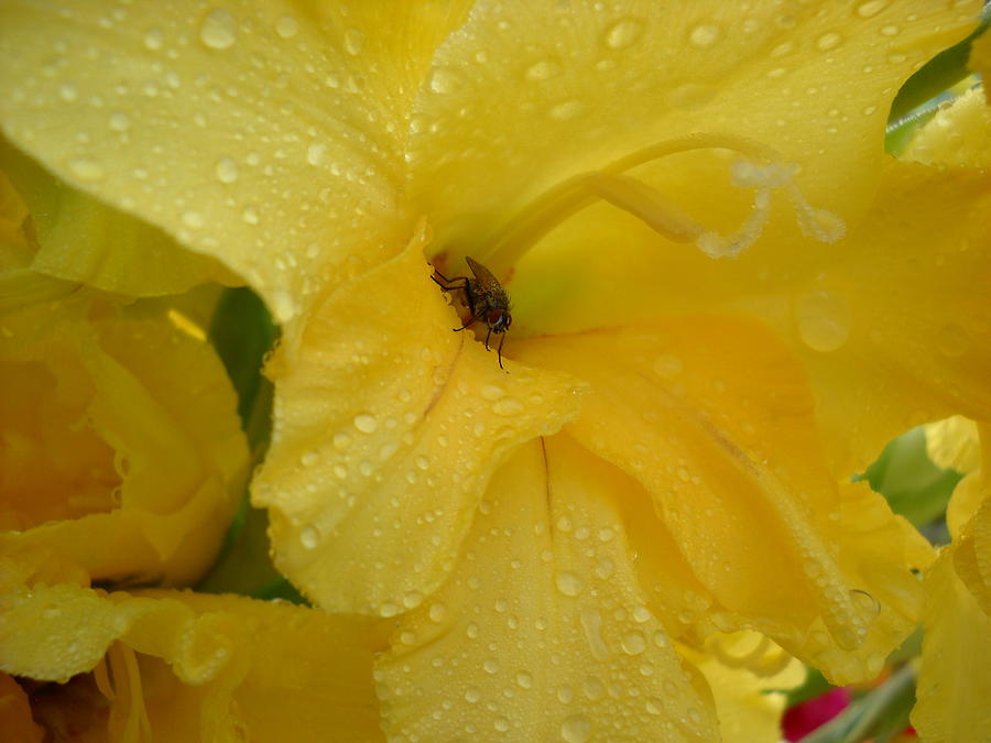 Fly on a Dew Covered Yellow Flower Photograph by Kent Lorentzen