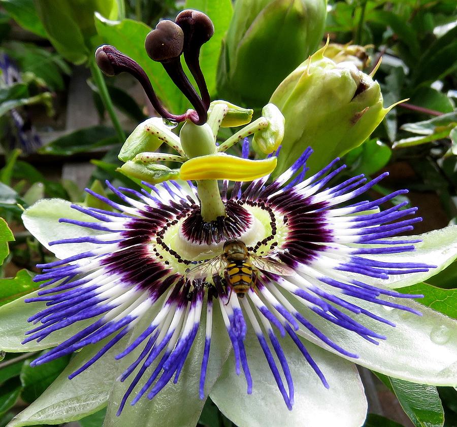 Fly on a Passion Flower Photograph by John Topman