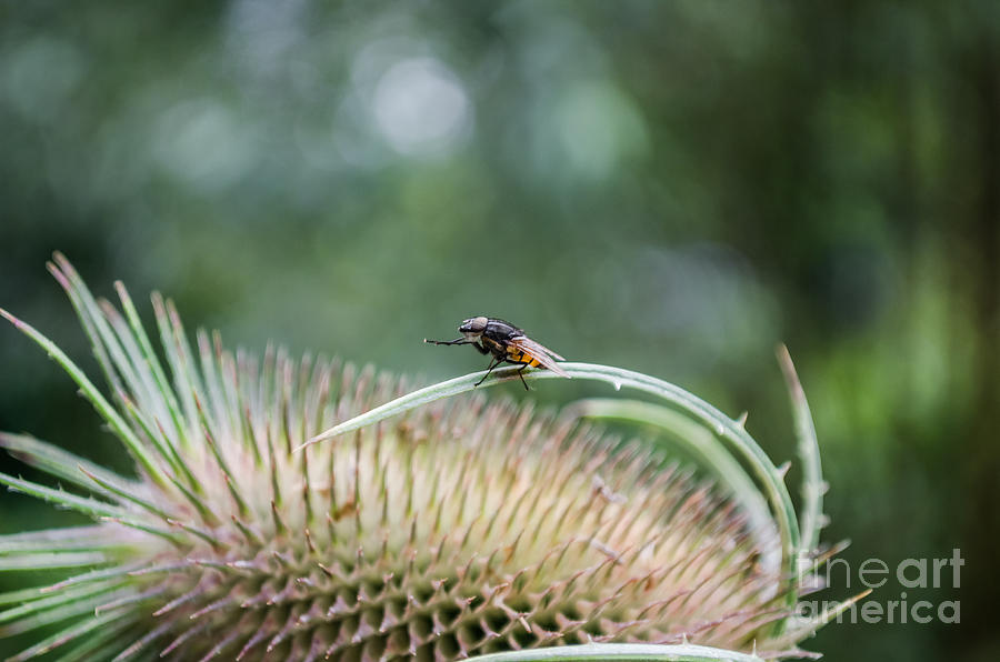 Fly On A Teasel Photograph by Michelle Meenawong