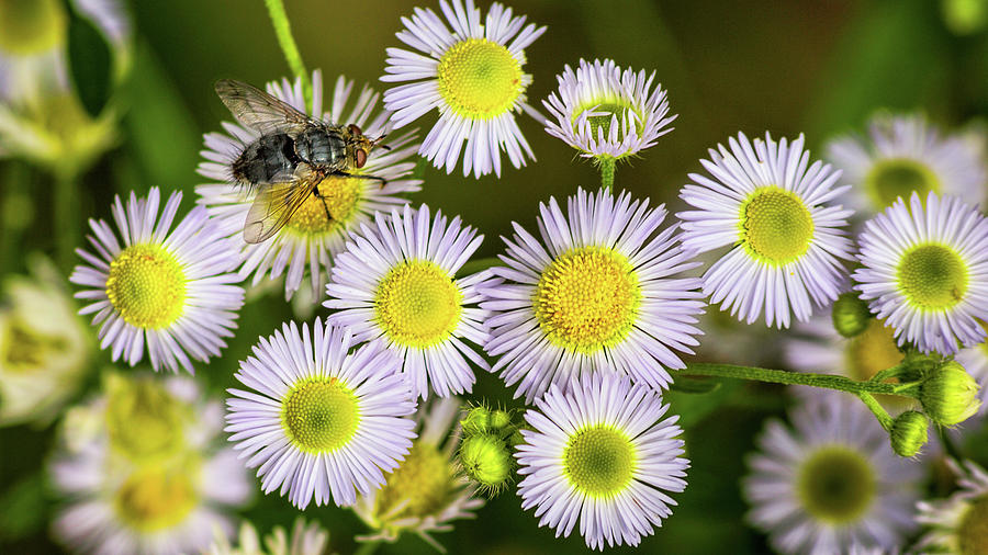 Fly on Fleabane Photograph by Mike Mcquade