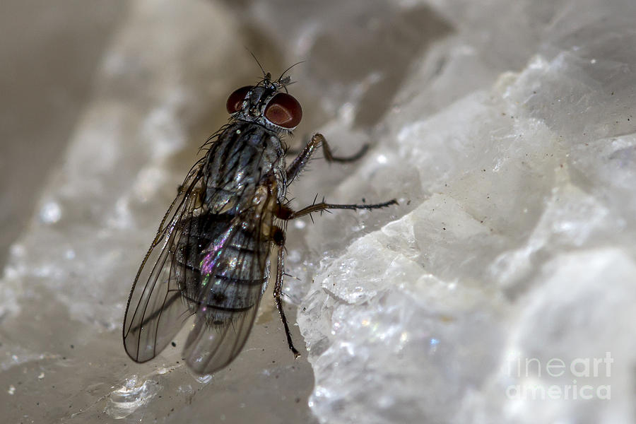 Fly on Quartz Photograph by Shawn Jeffries