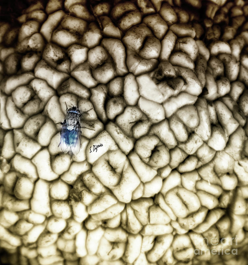 fly-on-the-brain-photograph-by-steven-digman