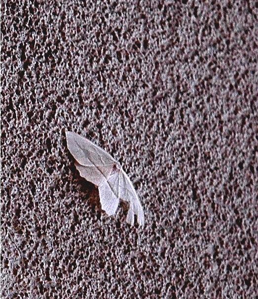 Insects Photograph - Fly on the wall by Ellen Andrews