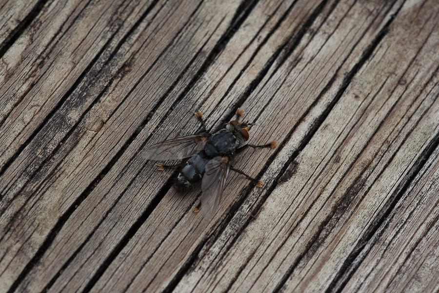Fly on wood plank Photograph by Joseph Skalny Fly on wood plank Photograph by Joseph Skalny