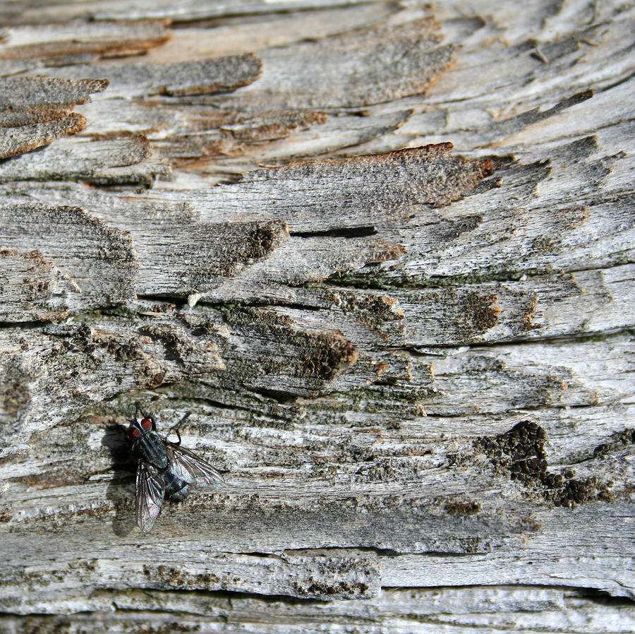 Fly on Wood Photograph by Ric Bascobert