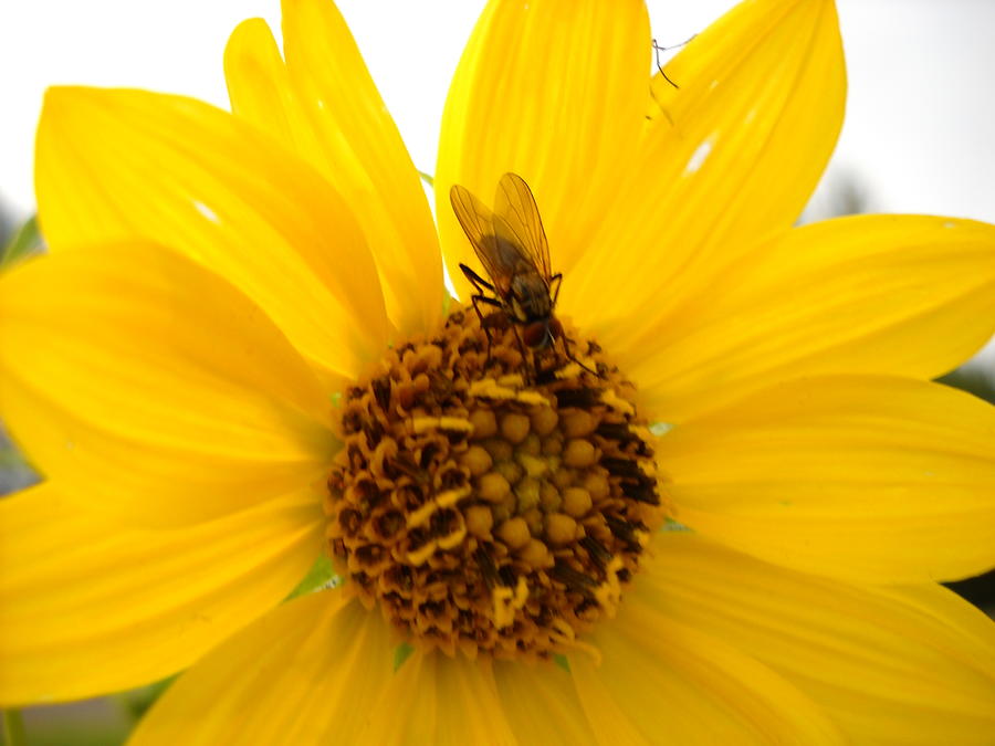 Fly on Yellow Flower Photograph by Kent Lorentzen