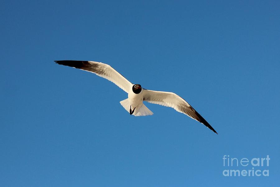 Fly Seagull Fly Photograph by Mesa Teresita
