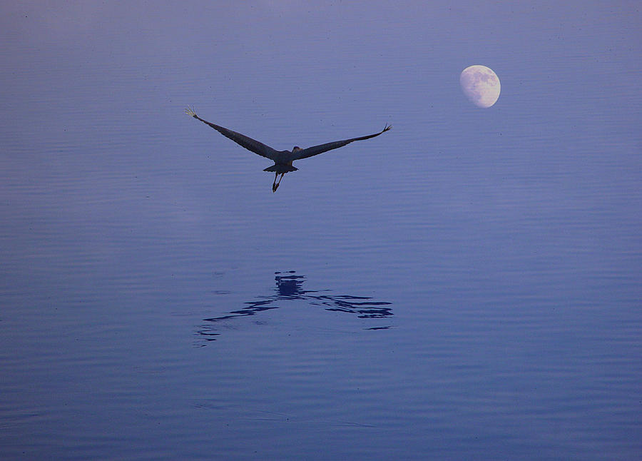 Fly to the Moon Photograph by Eric Workman