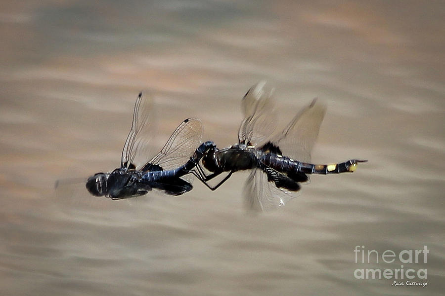Fly United 2 Dragonfly Art Photograph by Reid Callaway