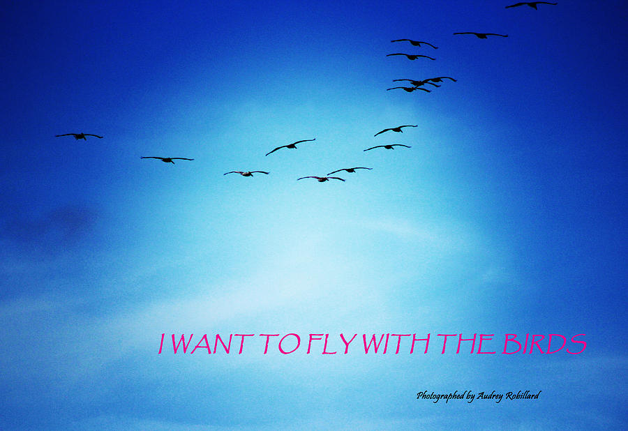 Fly With the Birds Photograph by Audrey Robillard