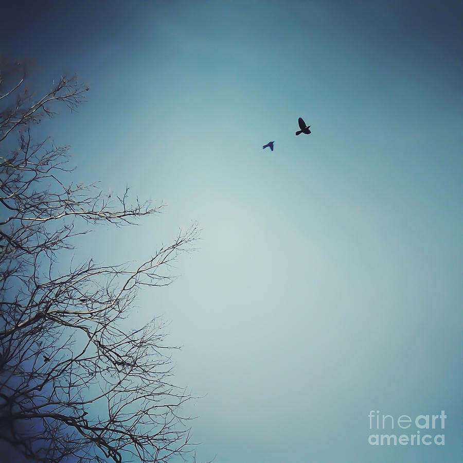 Flyaway Photograph by Kerri Farley