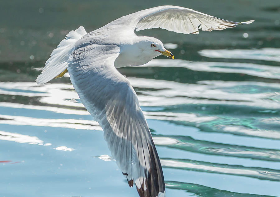 Seagull Photograph - Flyby by Ian Sempowski
