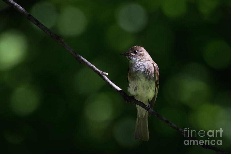 Flycatcher Photograph by Andrea Silies