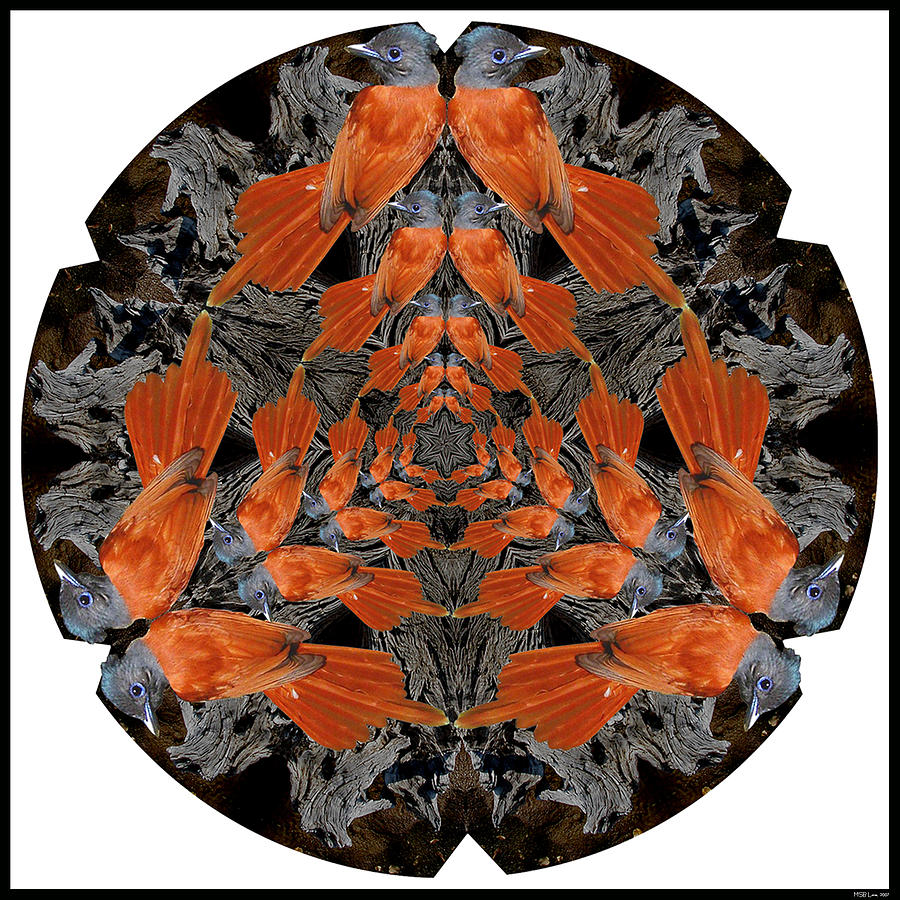 Nature Digital Art - Flycatcher by MSB Lane