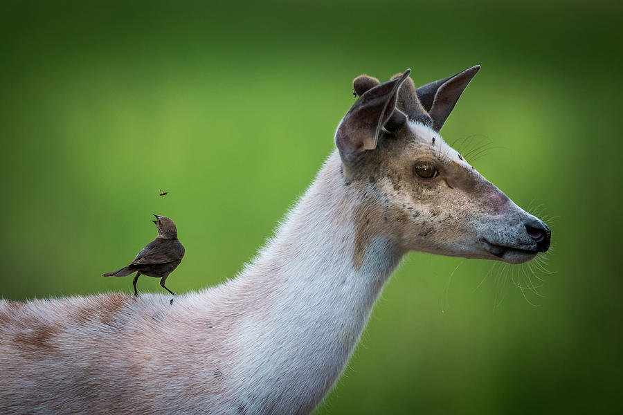 Flycatcher on a Pie Bald Deer Photograph by Paul Freidlund
