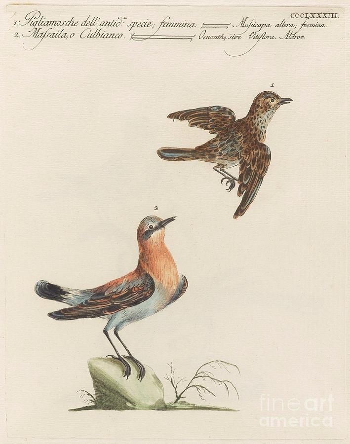 Flycatchers  Painting by Celestial Images